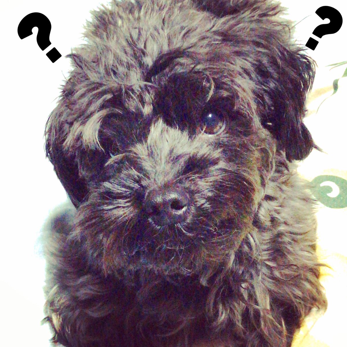 Top Tweets For 黒トト Twstalker Top Tweets For 黒トト Twstalker