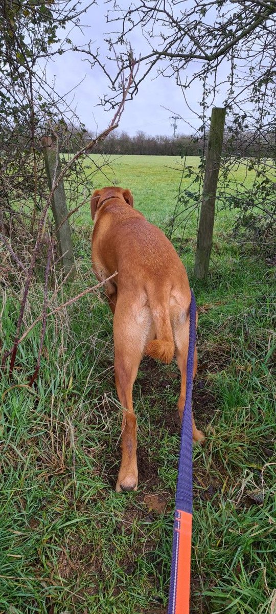 wlpdunstable's tweet photo. Arnold thought he had found a secret garden, but it turned out to be another field, luckily, Arnold likes fields, so it was a win-win for this happy doggy!

#Arnold #Walkies #Dogwalking #Toddington #Welovepets #Welovepetsdunstable #Dunstable https://t.co/ZAnwWjyPep