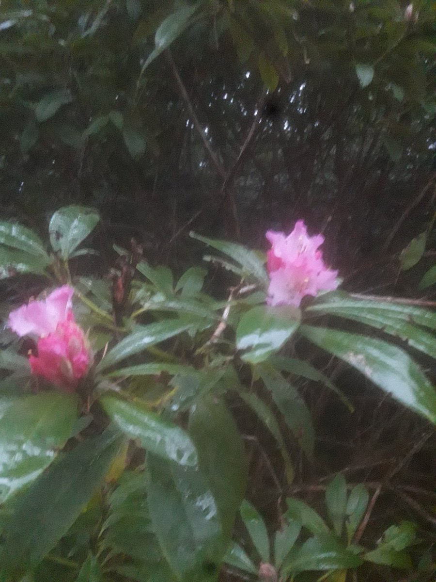 Rhododendron Christmas Cheer in #FERNHILLPARKANDGARDENS