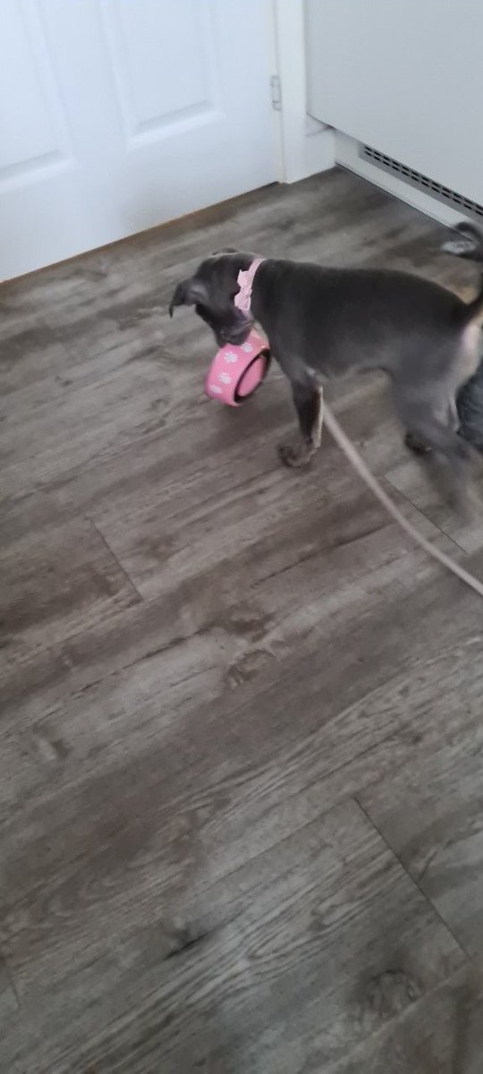 wlpdunstable's tweet photo. Hello, my name is Arya, and today was my first day of puppy pop-in visits from Nick. I had lots of fuss and cuddles while mummy and daddy were at work, and I even helped tidy up after my din-dins. 

#PuppyPopIn #Happypuppy #Daycare #Dunstable #Welovepets #Welovepetsdunstable https://t.co/hrEkUCwNbD
