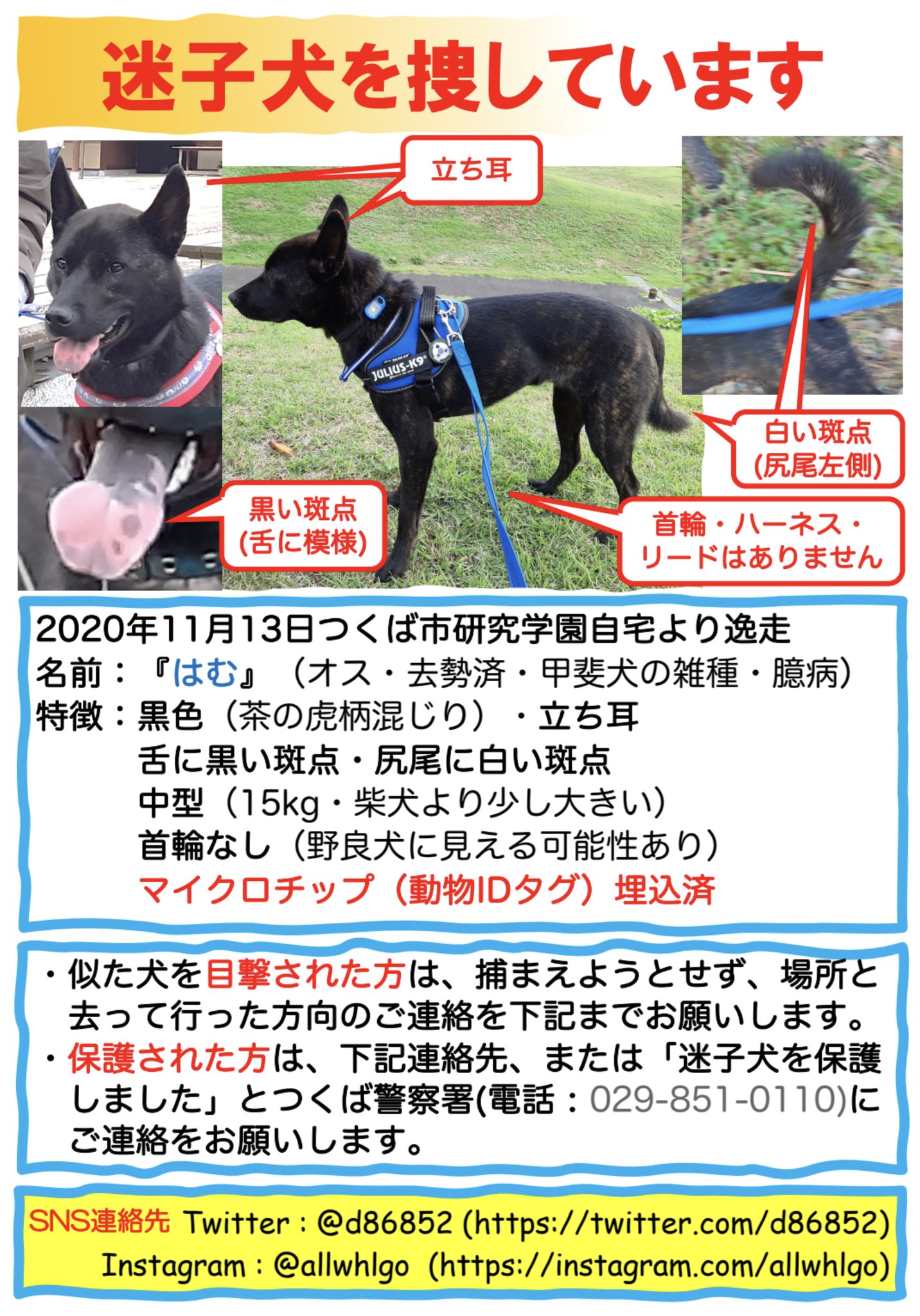 つくば迷子犬 はむ を捜しています 年11月13日に つくば市 の自宅から逸走した臆病な 元保護犬 の 甲斐犬 はむ を捜しています 多くの皆様にご協力頂いておりますが まだ見つかりません 目撃情報をお待ちしております 迷子犬 迷い犬