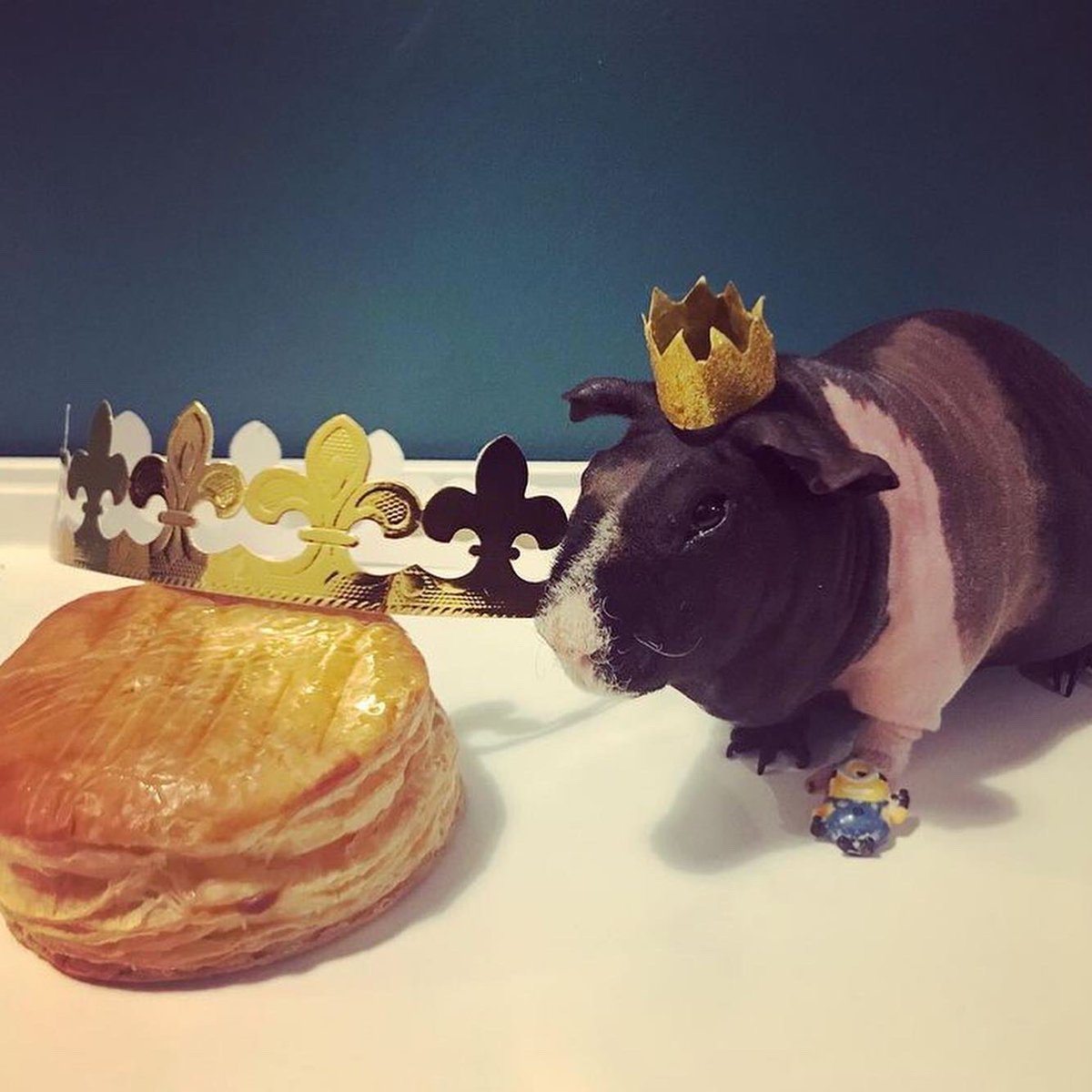 SwaggyZippy's tweet photo. Aujourd’hui c’est l’épiphanie, et devinez qui a trouvé la fève ? C’est le roi Zippo 👑 #épiphanie #epiphany #galettedesrois #galette #roi #king #kingcake  #6january #6janvier #2021 #fete #couronne #crowned #feve #bean #minions #minion  #frangipane #guineapig #cochondinde https://t.co/kJg1NC5u1T