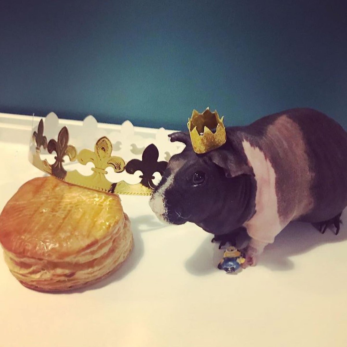 SwaggyZippy's tweet photo. Aujourd’hui c’est l’épiphanie, et devinez qui a trouvé la fève ? C’est le roi Zippo 👑 #épiphanie #epiphany #galettedesrois #galette #roi #king #kingcake  #6january #6janvier #2021 #fete #couronne #crowned #feve #bean #minions #minion  #frangipane #guineapig #cochondinde https://t.co/kJg1NC5u1T