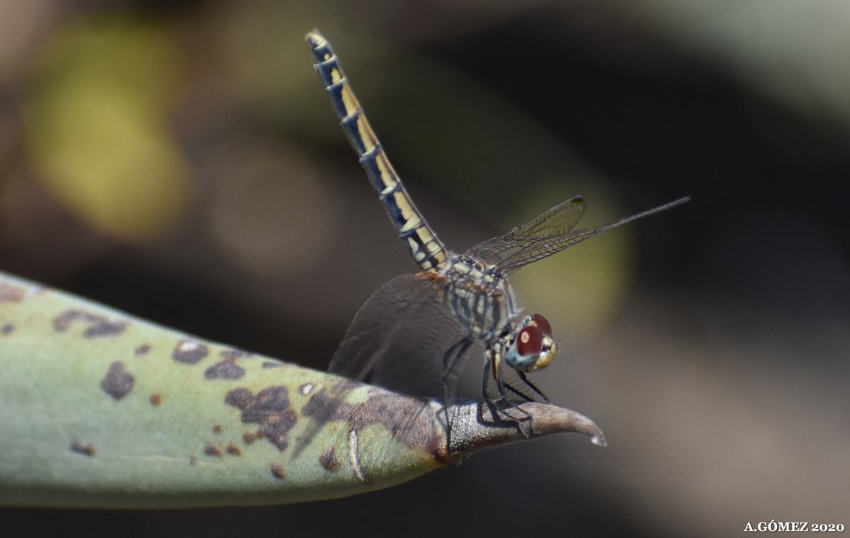 Odonatos Insulares tweet media