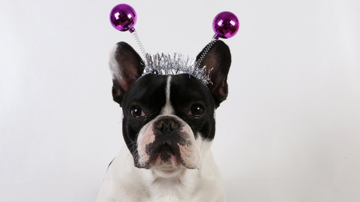 FundzzleEvents's tweet photo. Happy #JanuaryBirthday 🎂
May the Christmas re-gifts be of the highest calibre in case you are not having a Fundzzle for #onegiftonecause
#birthdayfundraiser #ukcharity #lockdownbirthday https://t.co/JkkSSU2MMR