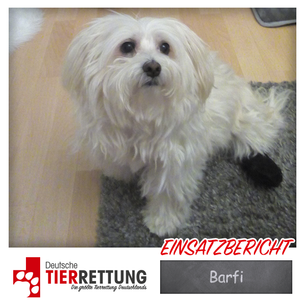 DtTierrettung's tweet photo. Tierrettung Einsatz: Barfi in Dortmund - https://t.co/VjHjuUnV9Q https://t.co/VHbs7nGqSb