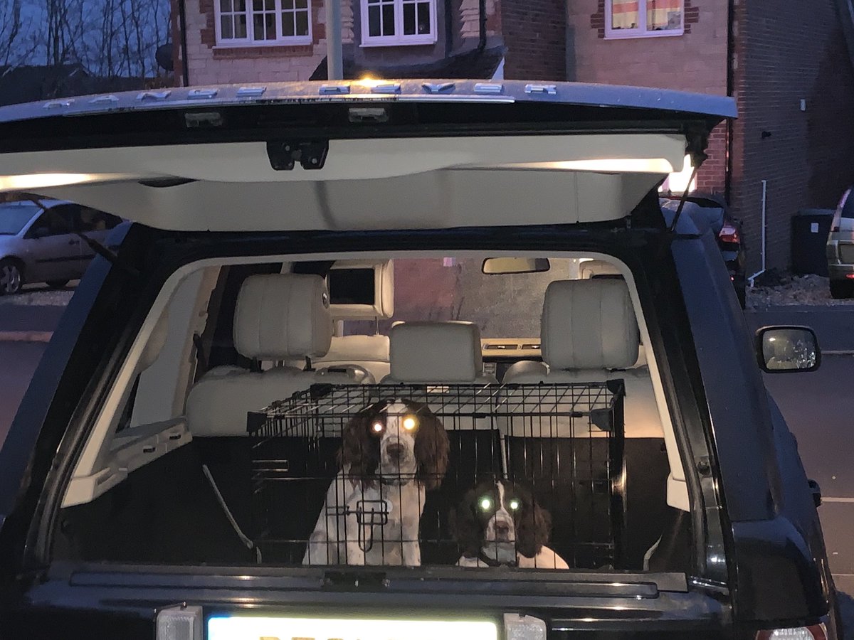 7am every morning, I am greeted by my two Alien Dogs. Sadly not a ground control or Major Tom in sight!