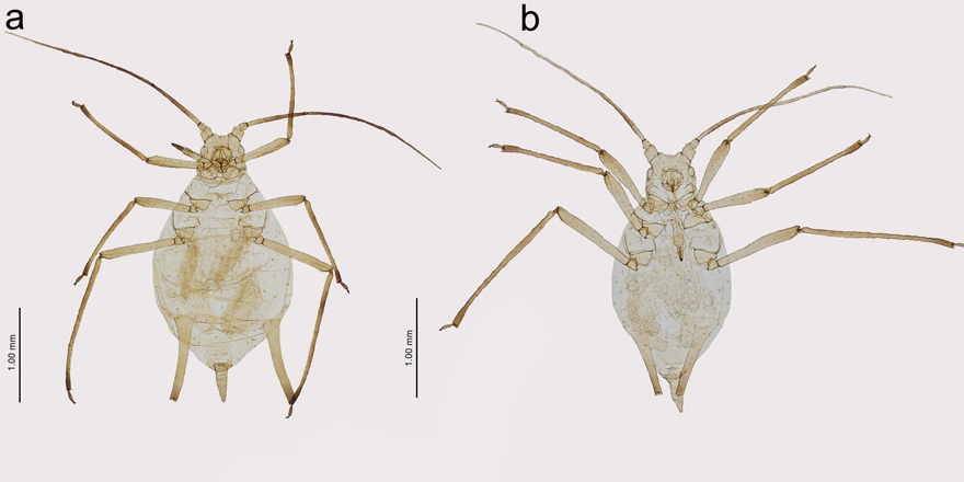 ejtaxonomy's tweet photo. [#Entomology]  Two new species of the aphid genus Uroleucon (Hemiptera: Aphididae) living on Grindelia in the USA. 🇺🇸⬇️

▪️ DOI: https://t.co/1ggG1VQkqD
▪️ Shalva Barjadze &amp; @Eu_Mariusz
▪️ #newspecies #aphid #aphids #aphididae #insect #insecta #Grindelia https://t.co/QmJR1638Rd