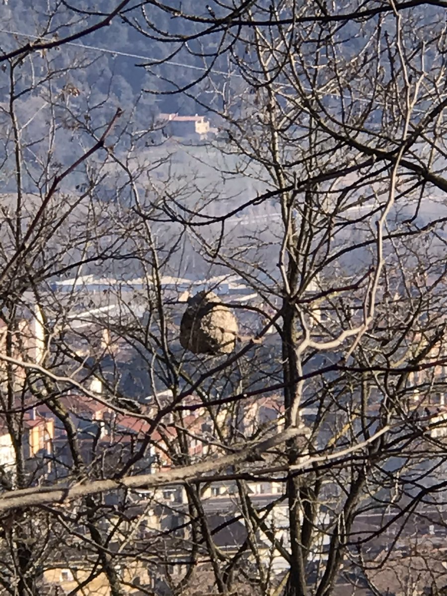 tfreixest@gmail.com tweet media