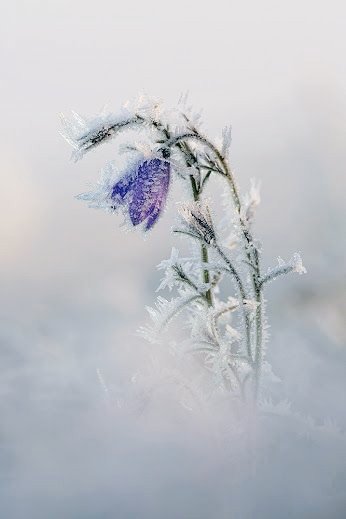 alter_ego_66's tweet photo. "I will stay by your side 
   until you survive"

#1YearsWithWinterFlower
#BloomInWinterRM
#RM @BTS_twt

Here’s a song for you… WINTER FLOWER(Feat.RM) by Younha
https://t.co/O4hMLPm868 https://t.co/JzyD0aW8Wr