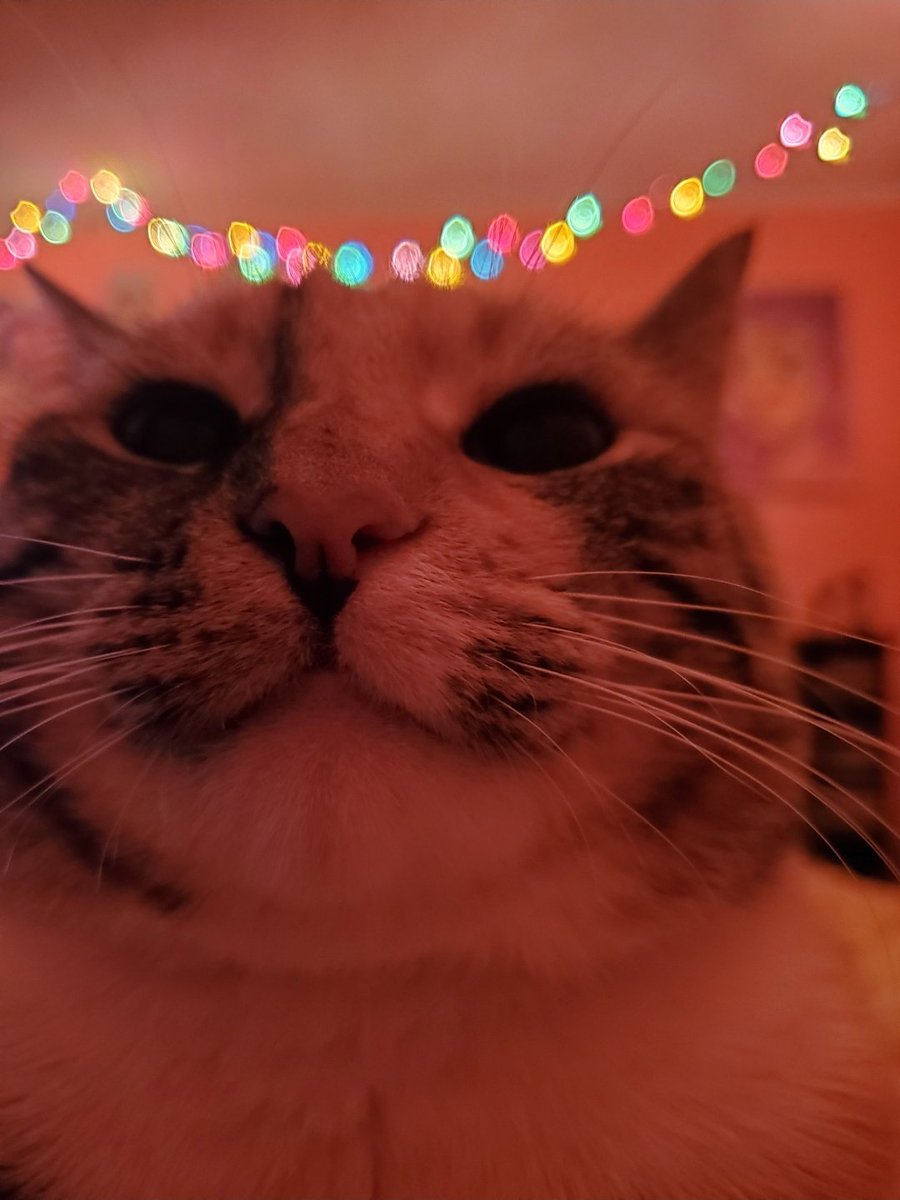 lamp_attack's tweet photo. @Bunny_Bennett hello I'm sorry this is random but you're so amazingly talented and absolutely wonderful and also my cat loves you (or at least she better), thank you for existing ❤ https://t.co/RWSRFux6C8
