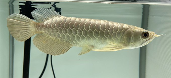 アロワナのtwitterイラスト検索結果 古い順