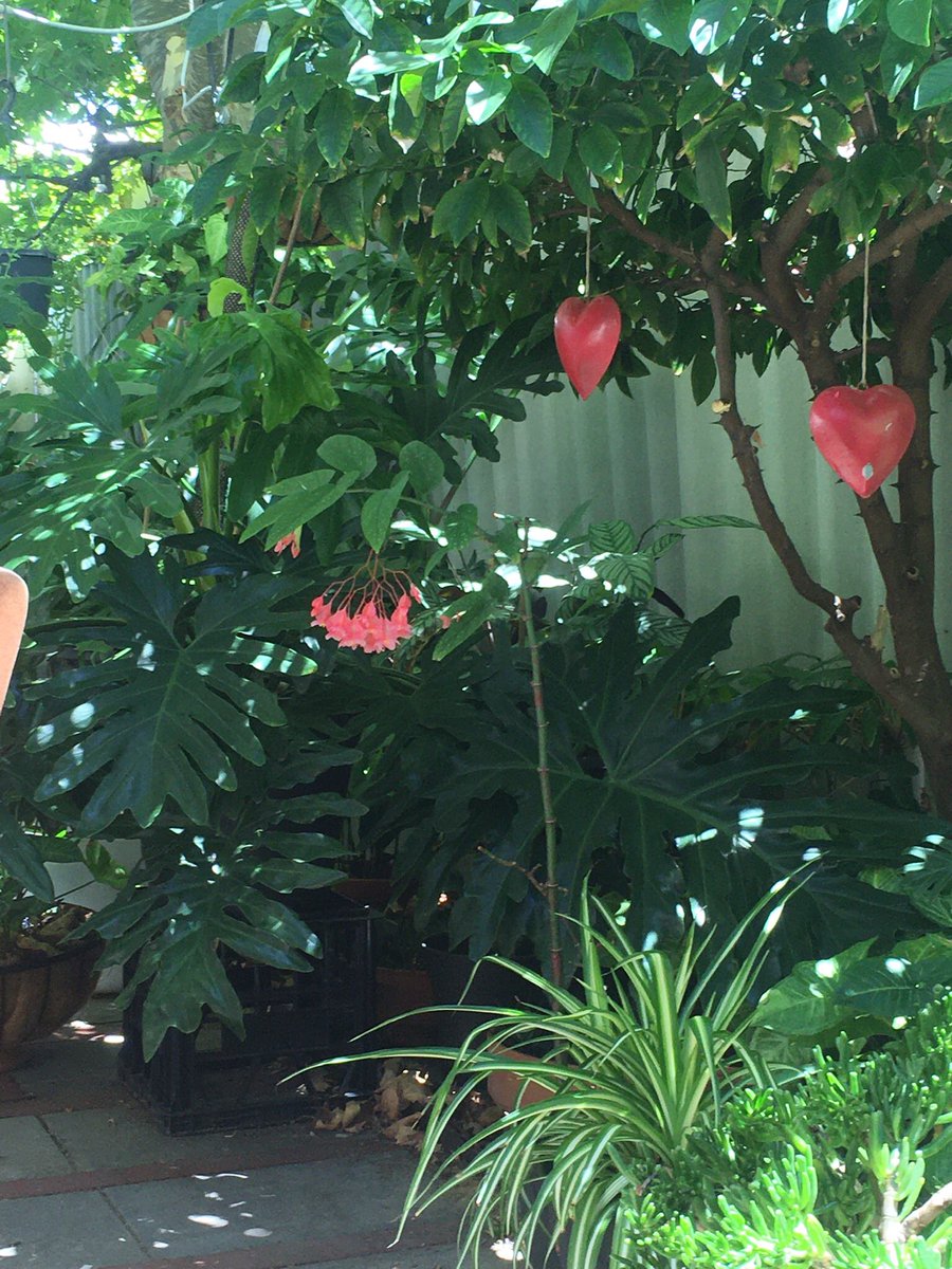 KimMIrons's tweet photo. Weirdest #ISO Western Australia - #iso day 10- admiring garden decorations #Nyoongarcountry https://t.co/4cKUYuHer5