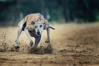juniorbloggerb's tweet photo. Greyhounds Are Faster Than A Horse, My Experience As A Greyhound Owner https://t.co/XpC3OMBbU5 https://t.co/wufrEldd3l