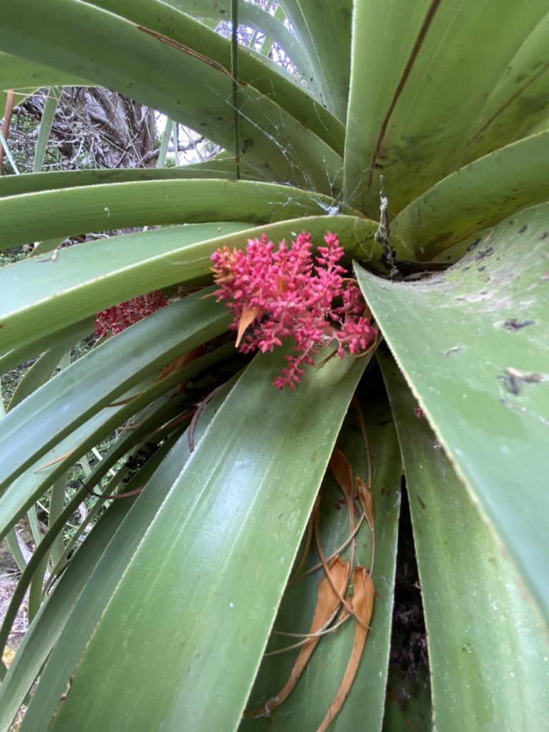 Seantooker2's tweet photo. Richea pandanifolia (Pandani) a Gondwana relic is endemic to Tasmania, it’s also the tallest flowering Heath plant in the world reaching up to 12m in height. It’s in flower now. Here’s a few I came across today. #Tasmania https://t.co/9XJnzzGeph