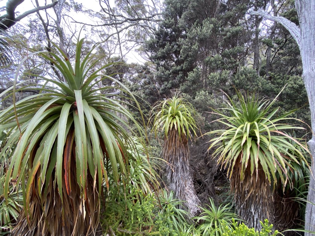 Seantooker2's tweet photo. Richea pandanifolia (Pandani) a Gondwana relic is endemic to Tasmania, it’s also the tallest flowering Heath plant in the world reaching up to 12m in height. It’s in flower now. Here’s a few I came across today. #Tasmania https://t.co/9XJnzzGeph