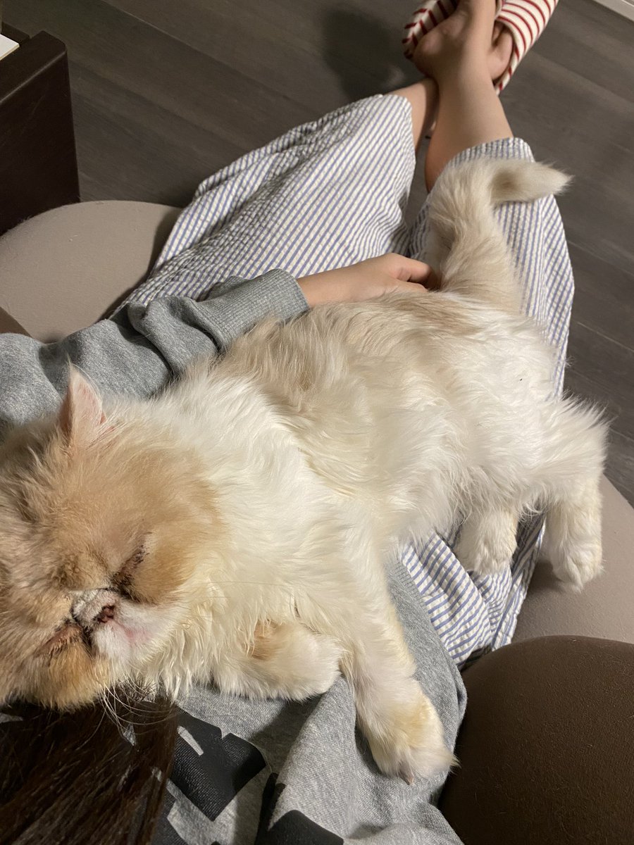 警察から電話がありました。飼い主さんが3ヶ月現れなかったとのこと。
うちで幸せに暮らそうね🥰