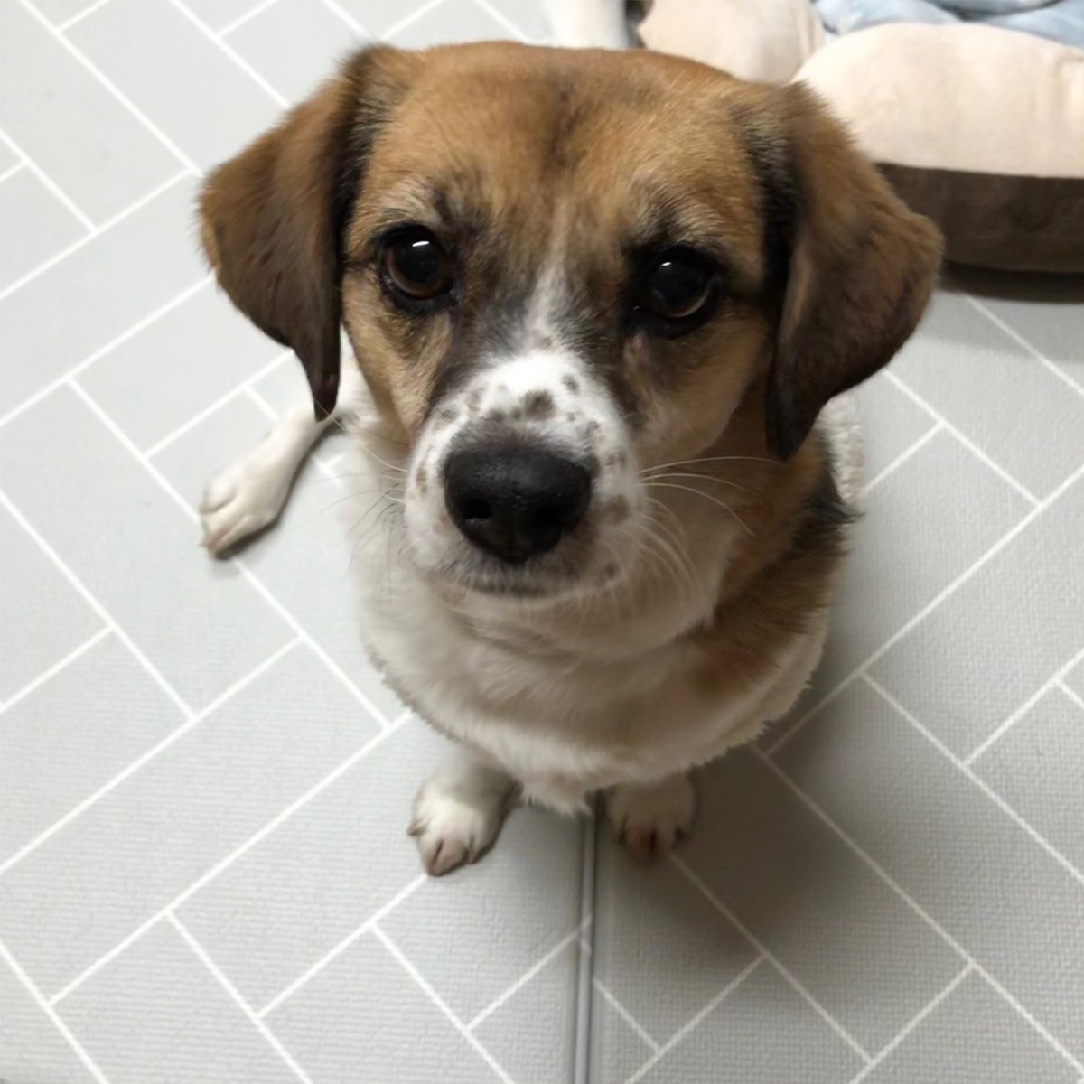 10분 전에 밥 먹고 또 밥 달라는 애..
우야노.. 
#입양홍보
#사지말고입양하세요 #가족찾아요