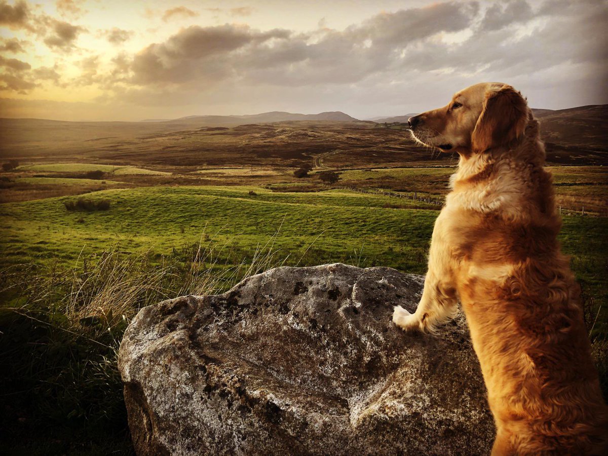 @BrewDog Isla can’t wait to return to @BrewDog but in the meantime whilst we must stay at home I spy a free case of #LockdownLager on the horizon! 😉😋 🍺🍻🍺🍻🍺