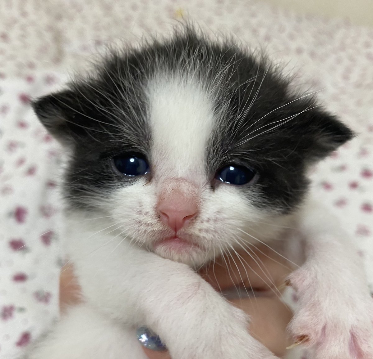 子猫 ブリーダー みんなの