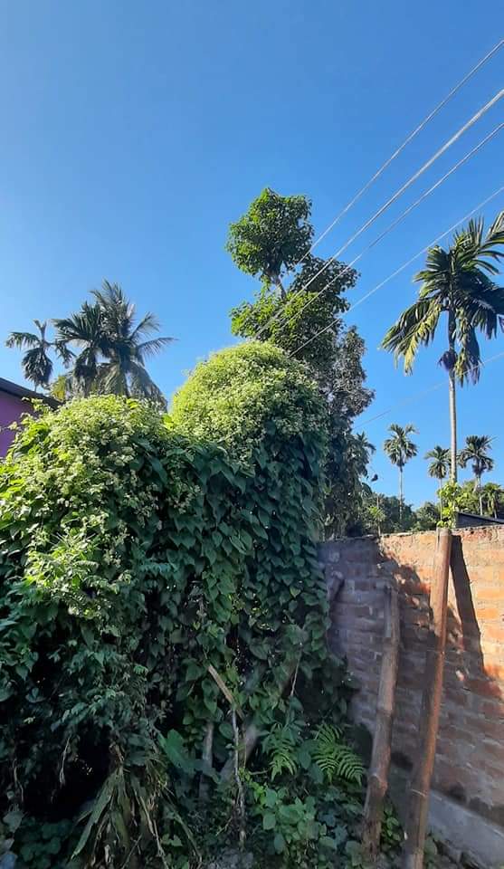 Renuka1928's tweet photo. More the white-collar place, more the bluer sky.
.
.
.
๐๐
#bluesky #naturelover #NaturePhotography #natgeoexplore #everythingnatural #assamnature #assamdiaries #assamdaily #incrediblenortheast https://t.co/vByM0Au4FV