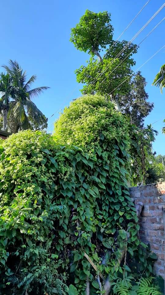 Renuka1928's tweet photo. More the white-collar place, more the bluer sky.
.
.
.
๐๐
#bluesky #naturelover #NaturePhotography #natgeoexplore #everythingnatural #assamnature #assamdiaries #assamdaily #incrediblenortheast https://t.co/vByM0Au4FV