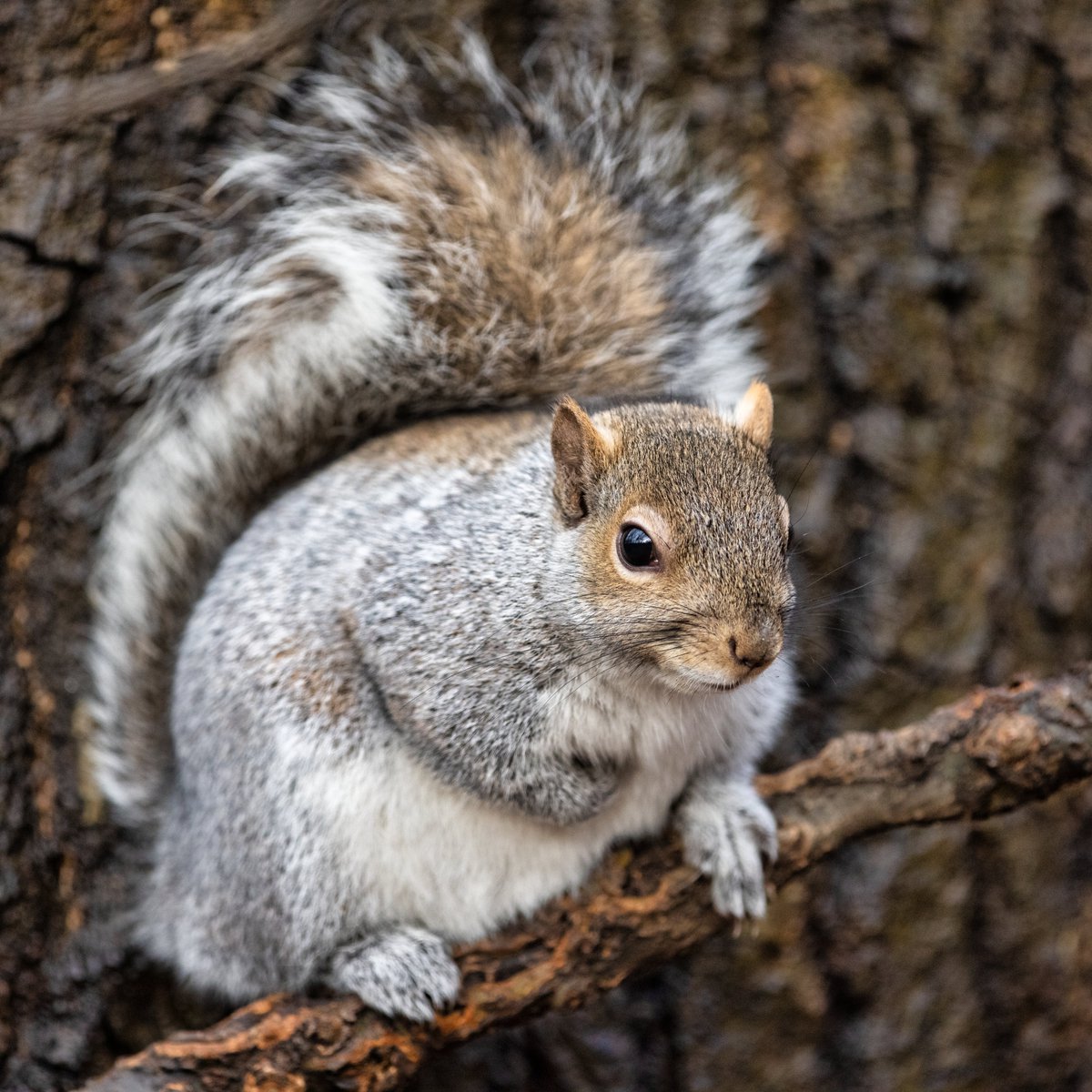 Grey squirrel posing on a branch in the Ramble.

#greysquirrel #squirrel #smallmammals #mammal #wildlife #nature #ramble #centralpark #centralparknyc #wildlifephotography #naturephotography #newyork #newyorkcity