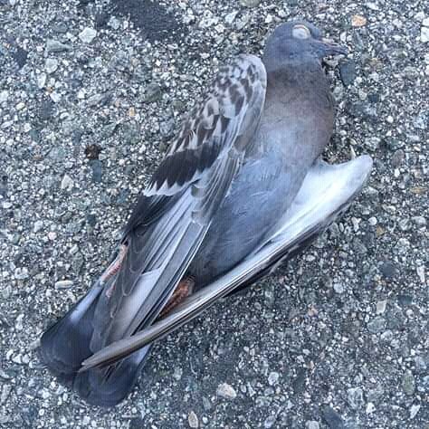 MayTheHomie's tweet photo. Breaking news : The leader of the doves that led the rebellion of refusing to fly has  been shot dead 😩.... https://t.co/yhuNCFLyPx