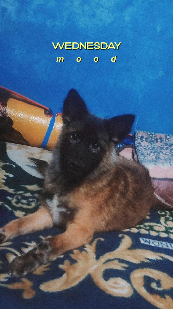 rnlmrn1997's tweet photo. My only baby 🐾
#fudgee https://t.co/NCisRLOWUl