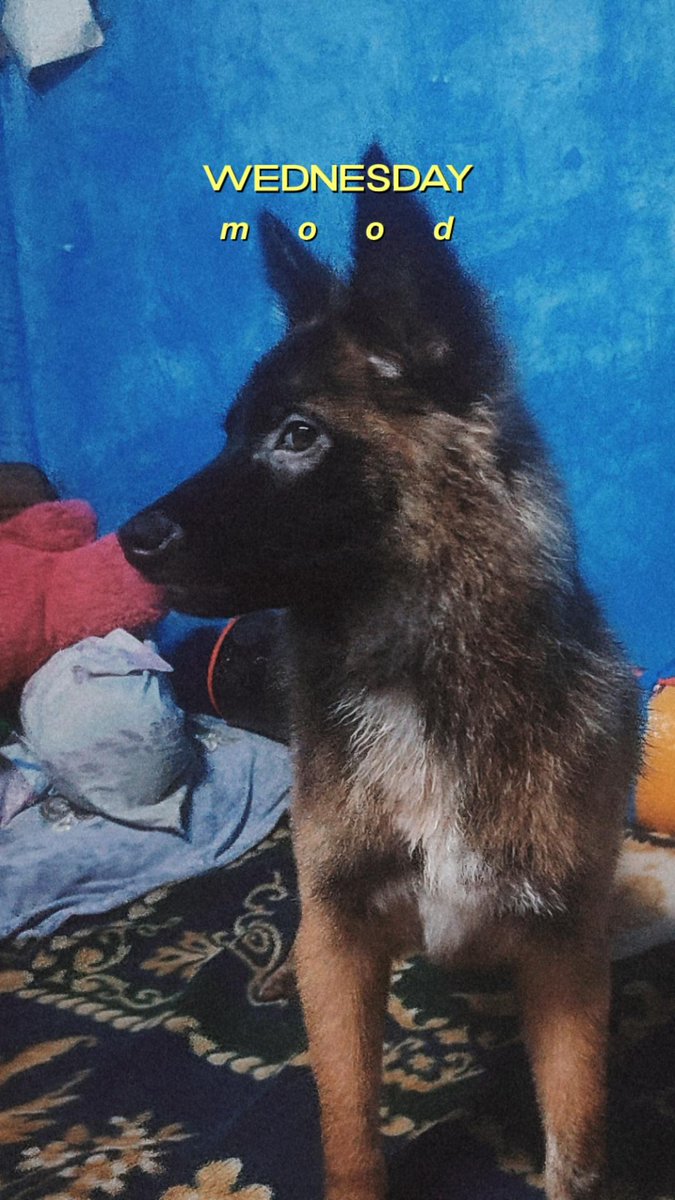 rnlmrn1997's tweet photo. My only baby 🐾
#fudgee https://t.co/NCisRLOWUl