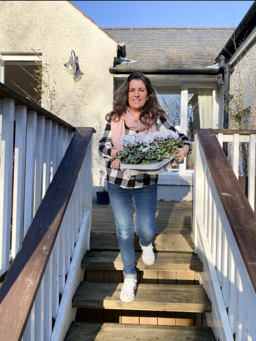 Blue or white, I bought white #cyclamen yesterday and some are saying that they are blue, even my Dad and husband are saying they are blue.. but they are definitely white .!