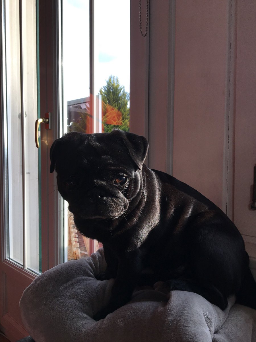 Aidokyx's tweet photo. Mon chien / Son prénom https://t.co/mxiGGoQ3eU