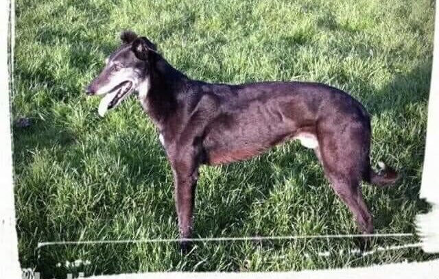 rosiedoc666's tweet photo. Pls keep RTing this picture, PADDY a 15 yR old #lurcher who is #blind & #deaf was #stolen #NYD from #Tullacannon co #wexford with 4 other #dogs, #spca have been notified pls contact #WSPCA on 0871220416
https://t.co/775cRQD8yK
@MissingDogsIrl @WSPCAOfficial @bs2510 @LurcherSOS https://t.co/vhvIByuUMY
