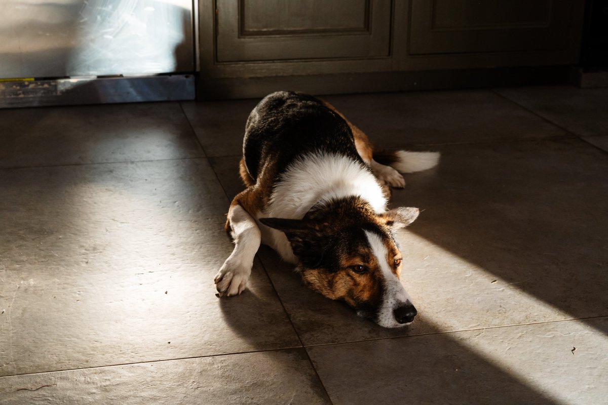 eyefilm's tweet photo. Some stills from our last shoot before Xmas 🎥 Sometimes even members of the Eye Film crew have to get in front of the camera - introducing Gus 🐶 More info on this coming soon 💫
Photography: @MoseleyPhoto
#ComingSoon #DogsOfTwitter #WillWorkForSnacks https://t.co/de77gi0lxa