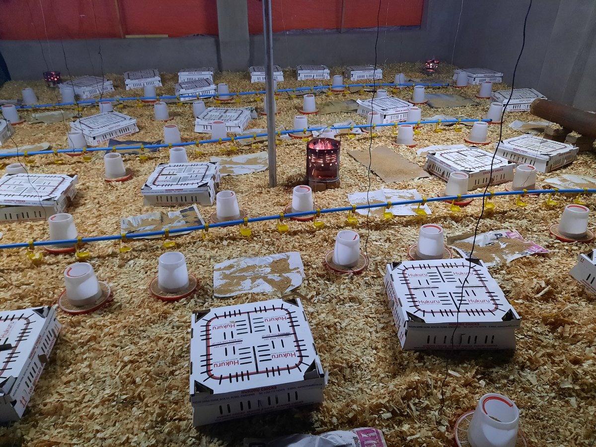 ConventK's tweet photo. Lockdown factory settings restored. Batch #2, 3000 birds...Valentine's month preorders data base in progress. Greatly inspired by my brothers &amp; sisters @nigelchanakira @begottensun (wishing him speedy recovery), @terrymap1, @vee_wacho @VeeVee028 @MesahTapiwa @TapiwaMesah https://t.co/NSzxaZP3LW
