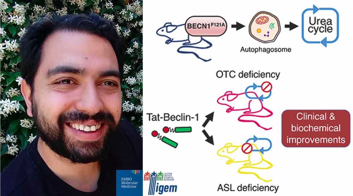 Tigem_Telethon's tweet photo. Congratulations to Leandro Soria from Brunetti’s lab for his recent publication on @EmboMolMed. He discovered that #beclin1‐mediated activation of autophagy improves proximal and distal urea cycle disorders. Read more here 👇 https://t.co/e8aV3iiTpJ #TigemScience https://t.co/V5i8VDDej0