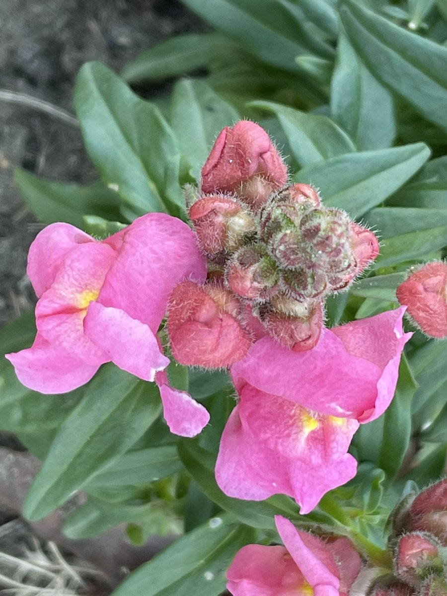 スナップドラゴン Twitter Search