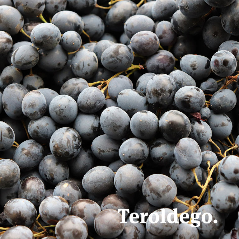 NGOWineCourseCA's tweet photo. Teroldego Rotaliano DOC wines from Trentino Alto-Adige. Dark in color, bright fruit notes of cranberry &amp; pomegranate, blackberry &amp; raspberry. Expect spicy pepper, a hint of cinnamon or anise, &amp; black earthiness. Acidity is also good but tannins aren’t overly astringent. https://t.co/j7r2IENdA9