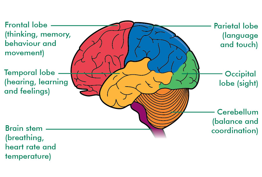 HealthAction_UK's tweet photo. Mental and physical exercise can build our cognitive reserve, protecting our brains #protectbrain as we age and helping delay the onset of Alzheimer's #preventalzheimers. #preventionbeatscure https://t.co/AxyGrBC8ue https://t.co/uRn8MPKkLx