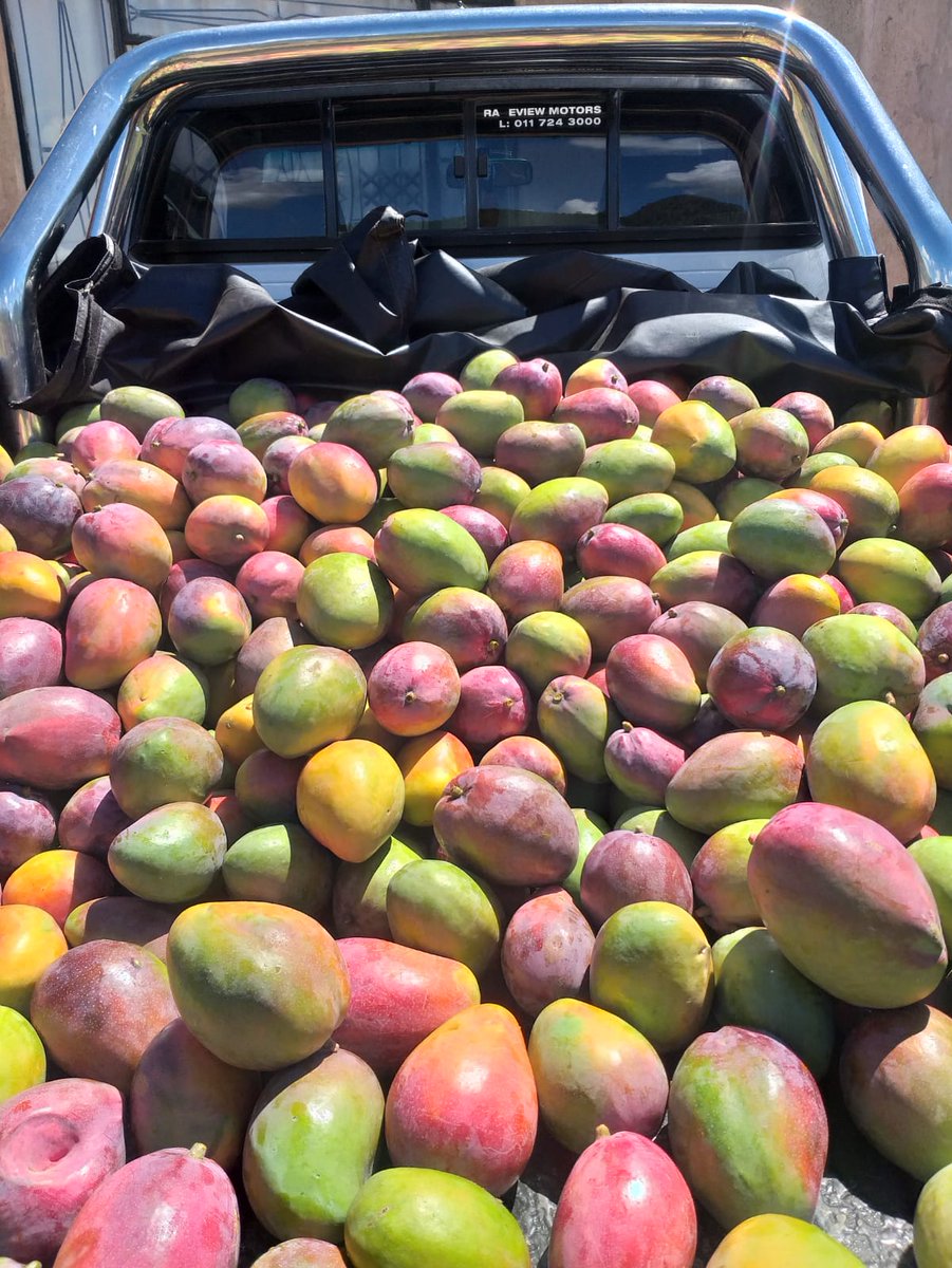 We still have mangoes at Corner Main Road and Lonehill Boulevard in Fourways
