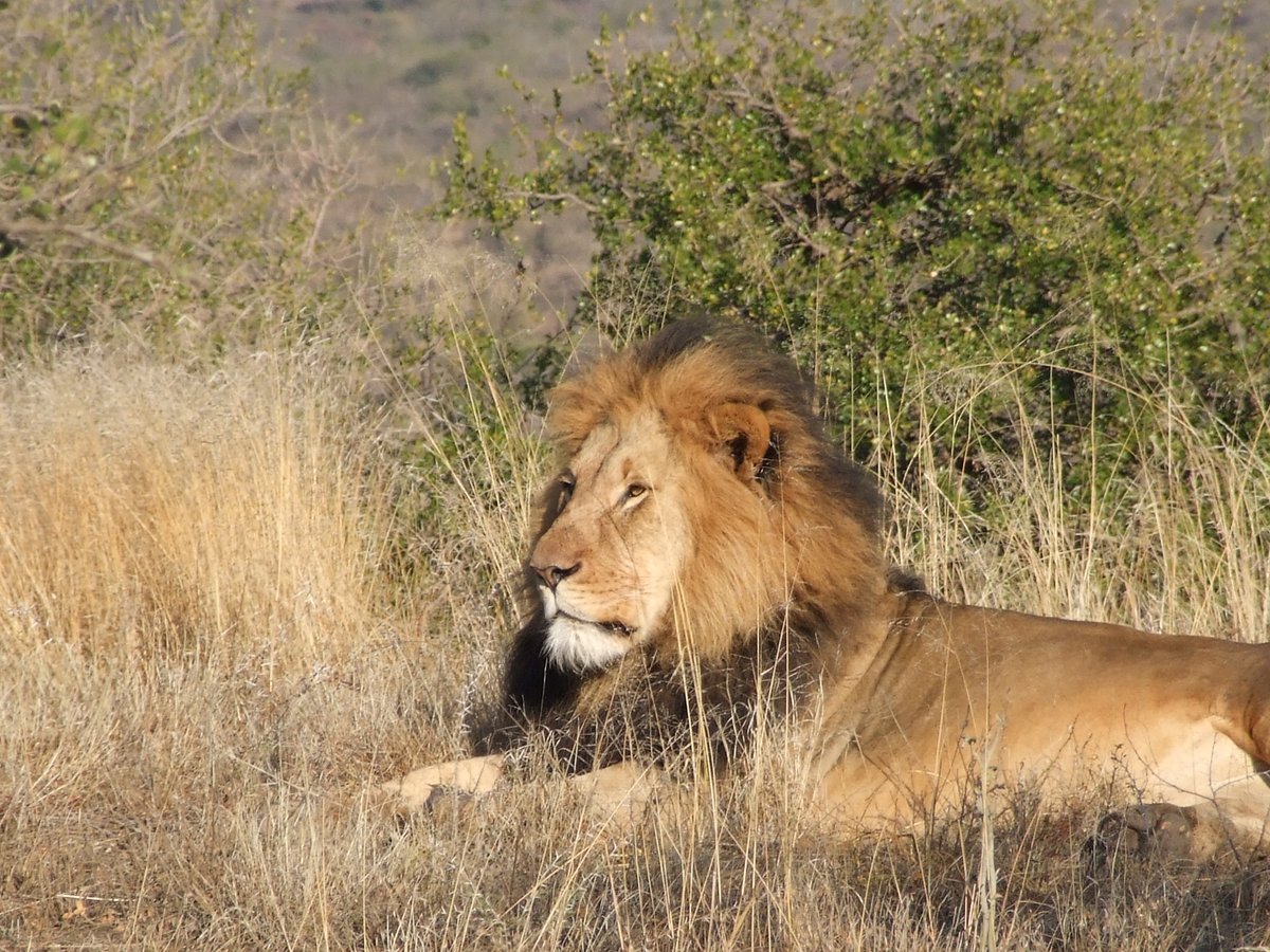 SafariKZNMark's tweet photo. Back to bringing you the best for 2021 on #wildlifeWednesday #travel #roadtrip #traveltheworld #safari #travelblogger #destinationexpert #safarispecialist #wildlifeholidays #wildlife #wildlifephotography #southafrica #africa #bucketlistadventures #birding #big5safari https://t.co/HJw9oZXWsJ