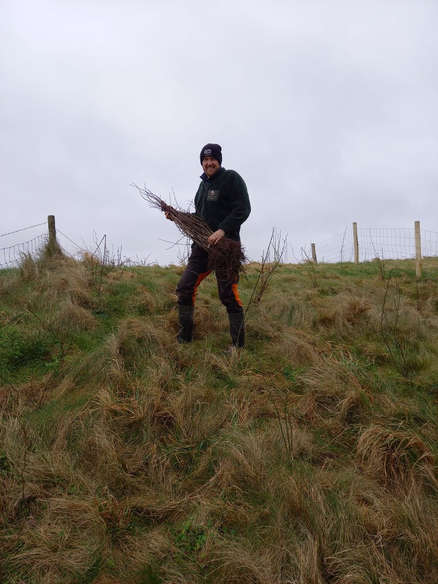 Deze week plant @LBGroningen het laatste struweel op de slaperdijken in Noord-Groningen binnen het pilotproject ‘Natuurrijke slaperdijken Groningen”, i.s.m. GKA & @vogelnieuws. Samen met de boeren kijken we uit naar het resultaat! #samenvoorbiodiversiteit

grauwekiekendief.nl/onderzoek_post…