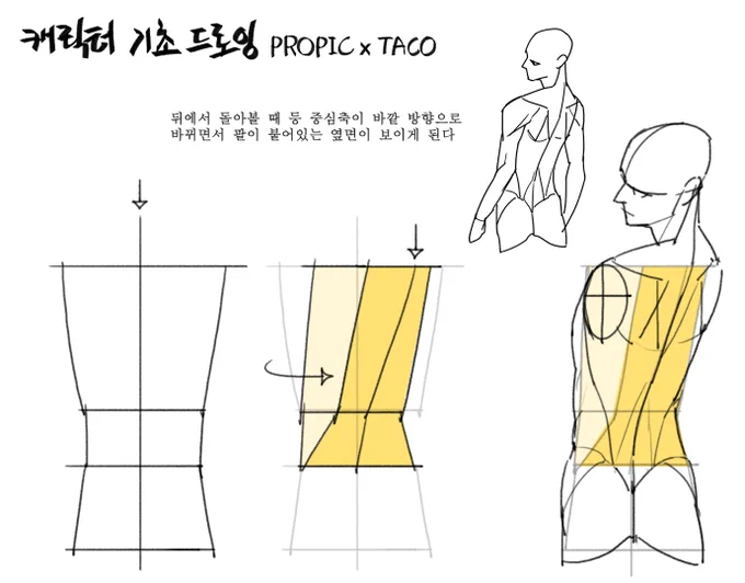 뒤에서 돌아볼 때 등의 중심축이 바뀌면서 팔이 붙은 옆면이 보인다 