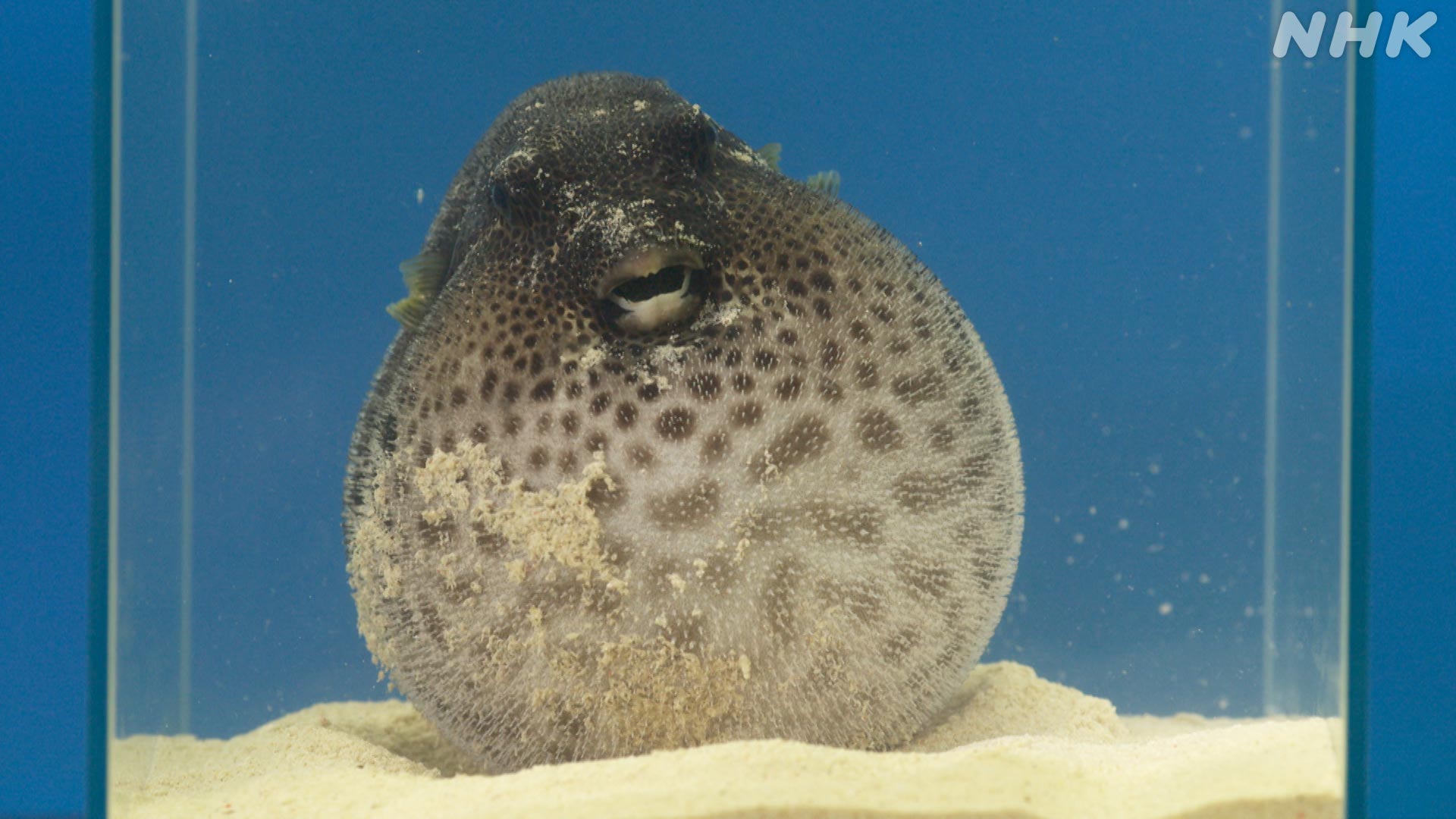 Twitter 上的 ダーウィンが来た 10日夜7時30分 さかなクン とフグ大研究 フグのとっておきの護身術 大膨張 こんなにふくらむって知ってました 体重はふくらむ前の実に6倍 これだけの大膨張をするために フグは他の魚とはまったく異なる進化をとげ