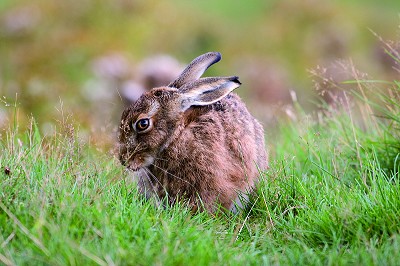 Our #speciesoftheweek is the brown hare! A common sight in fields and woodland, the brown hare can reach speeds up to 45mph! They're most visible in the spring when pairs can be seen 'boxing' 
🐰🥊 #wildlifewednesday