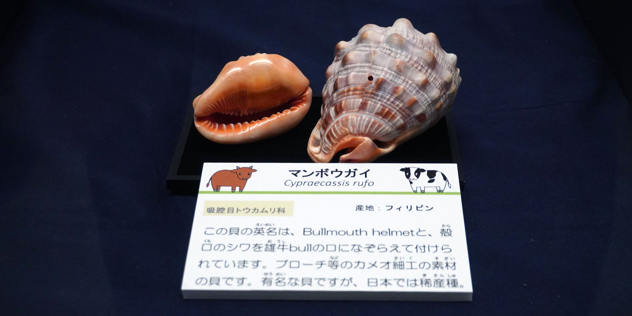 千葉県立中央博物館 ミニトピ展 十二支にちなんで 開催中 こちらの マンボウガイ Cypraecassis Rufo は英名を Bullmouth Helmet といい これは殻の形状をbull 牡牛の口の唇に見立てたもの ちなみに魚のマンボウとは関係なく 漢字で書くと