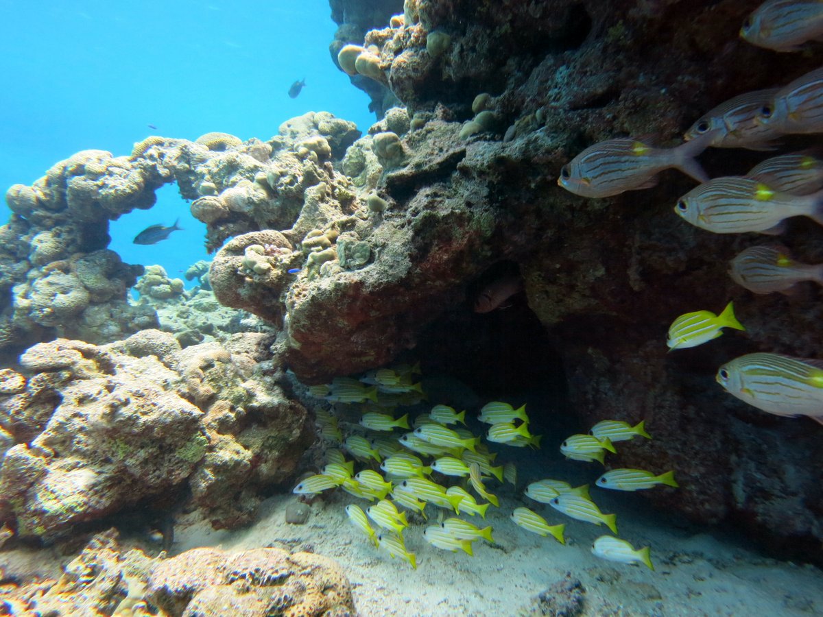 marinesanctuary's tweet photo. Happy 12th anniversary to #RoseAtoll Marine National Monument! #RoseAtoll remains one of the most pristine atolls in the π! What better way to celebrate than by brushing up on some facts on this special Pacific monument: https://t.co/OmpuATKtZK
#DiscoverWonder
πΈ: Wendy Cover https://t.co/OrJ3GB5QJk