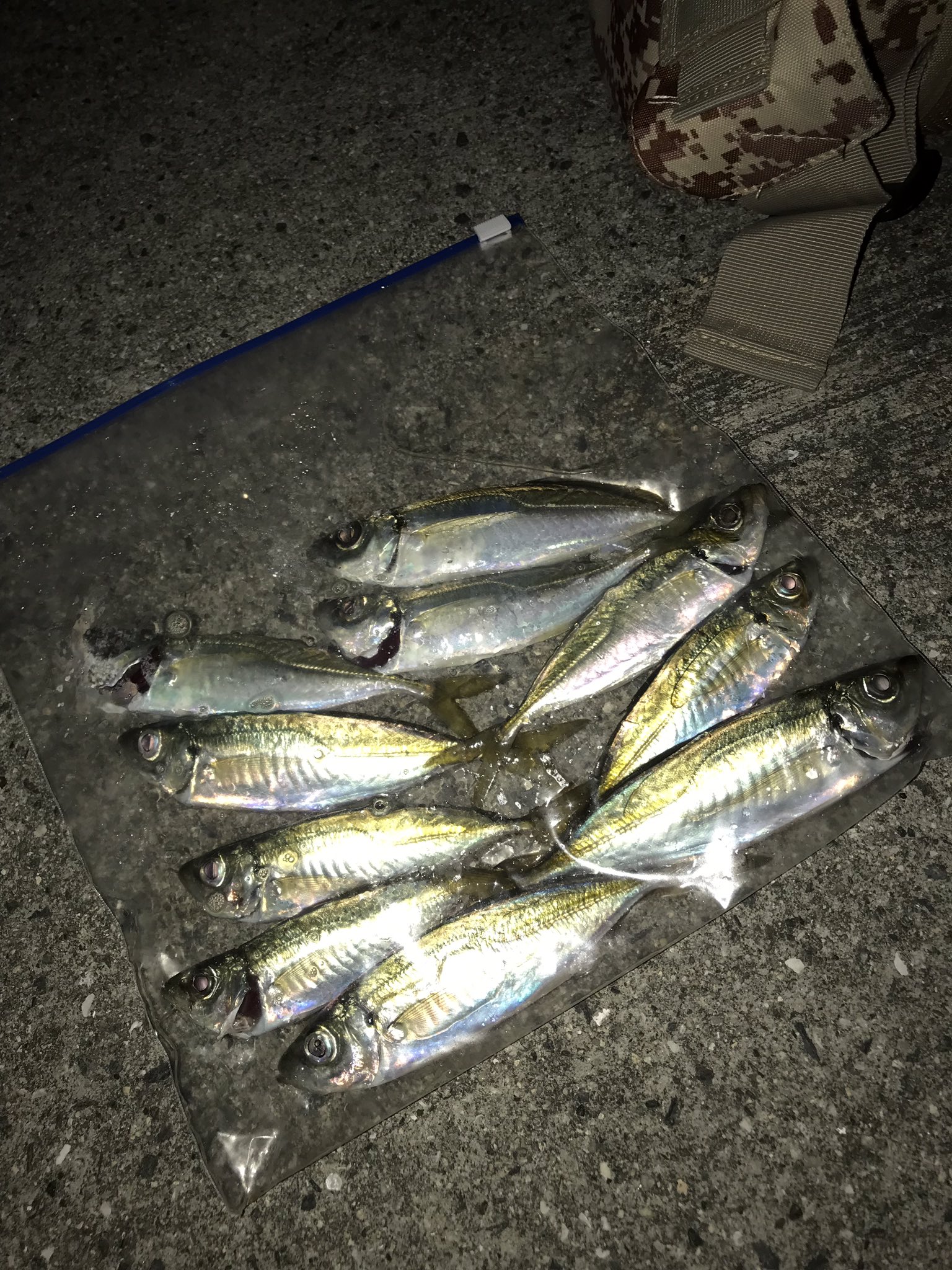 Yooooou En Twitter 本日の釣果 周防大島伊保田港 アジ10匹 明日はアジフライかな 恋するシーバスハンター 本日はアジハンター 周防大島 サビキ釣り 夜釣り 一人反省会なう T Co Vb2hx0awhl Twitter