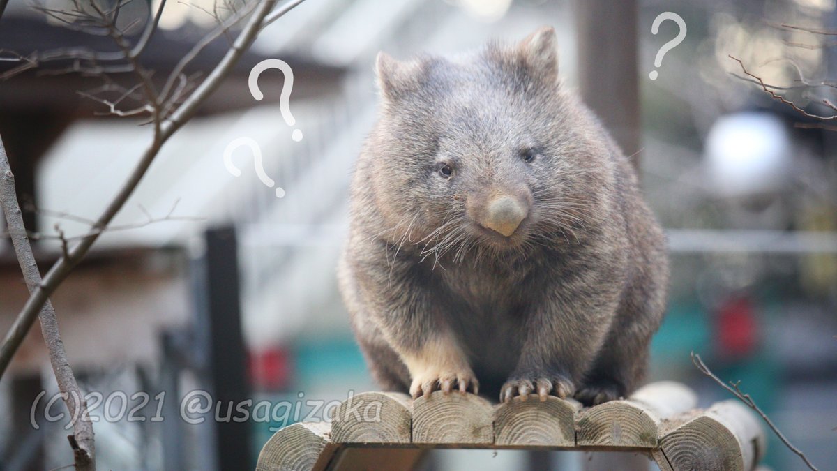 うさを うさぎざか ただえさえかわいい おユキちゃんぬが首をかしげただけで1兆倍かわいくなるのに さらにハテナで5000兆倍かわいくなってしまう かわいいの基準値こえてる どうぶつにハテナつけると可愛い選手権 Wombat ウォンバット 五月山動物園 うさを うさぎざか ただえさえかわいい おユキちゃんぬが首をかしげただけで1兆倍かわいくなるのに さらにハテナで5000兆倍かわいくなってしまう かわいいの基準値こえてる どうぶつにハテナつけると可愛い選手権 Wombat ウォンバット 五月山動物園