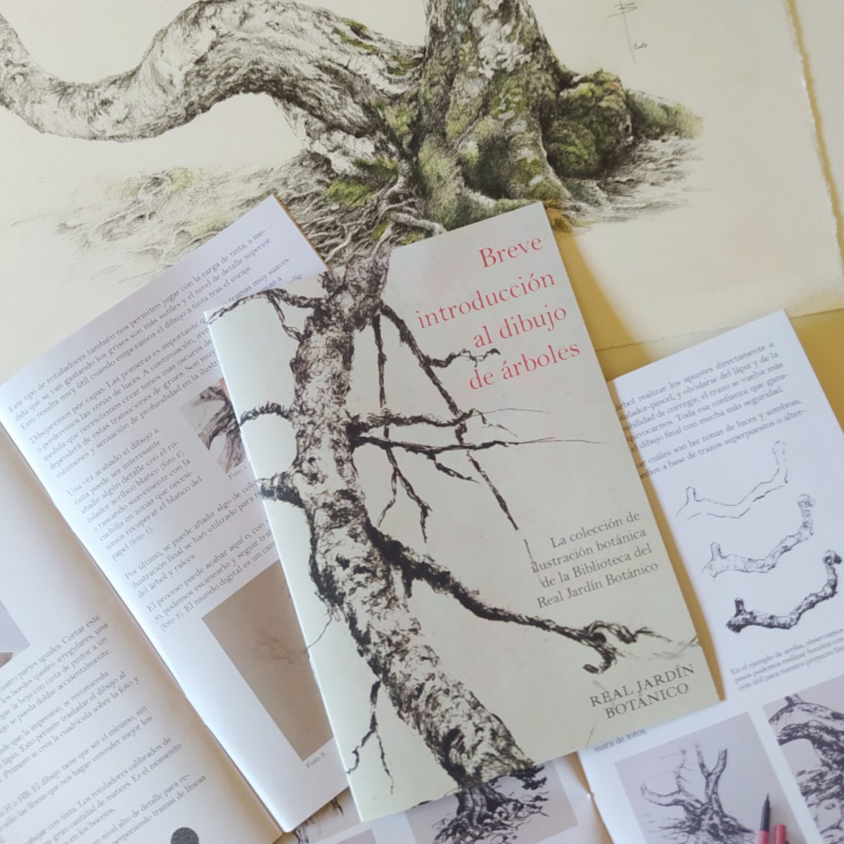 baldi_perez's tweet photo. Encantado de haber colaborado con la Biblioteca del Real Jardín Botánico en un proyecto tan gratificante como esta pequeña guía de ilustración botánica. Se puede descargar desde la Biblioteca Digital del RJB
#realjardinbotanico  #ilustracionbotanica #árboles  @RJBOTANICO https://t.co/T00mbAS1Di